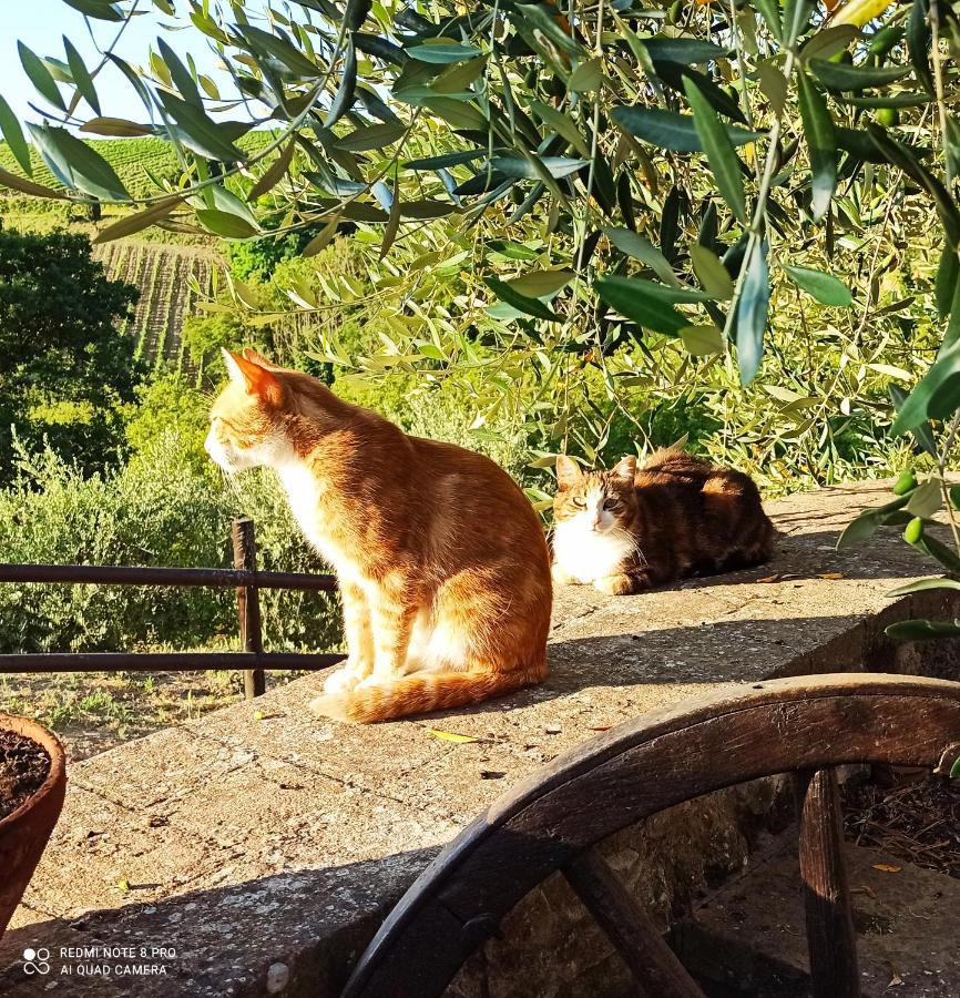 Rocca Degli Olivi Bed & Breakfast San Gimignano Dış mekan fotoğraf