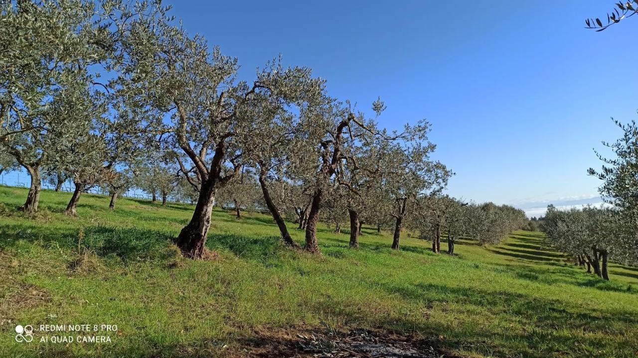 Rocca Degli Olivi Bed & Breakfast San Gimignano Dış mekan fotoğraf